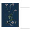 Myosotis Sylvatica; Wood Forget-Me-Not by Anonymous