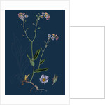 Myosotis Sylvatica; Wood Forget-Me-Not by Anonymous