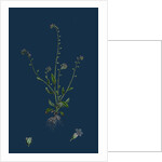 Myosotis Collina; Dwarf Forget-Me-Not by Anonymous