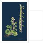 Cotyledon Umbilicus; Common Navel-Wort by Anonymous