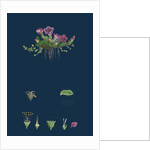 Saxifraga Oppositifolia; Purple Mountain Saxifrage by Anonymous