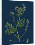 Fumaria Pallidiflora; Pale Flowered Fumitory by Anonymous