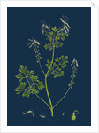 Fumaria Pallidiflora; Pale Flowered Fumitory by Anonymous