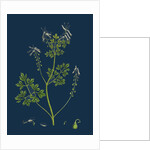 Fumaria Pallidiflora; Pale Flowered Fumitory by Anonymous