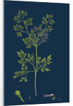 Fumaria Muralis; Rampant Fumitory by Anonymous