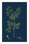 Fumaria Muralis; Rampant Fumitory by Anonymous
