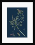 Fumaria Micrantha; Close-Flowered Fumitory by Anonymous