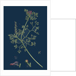 Fumaria Micrantha; Close-Flowered Fumitory by Anonymous