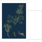 Fumaria Vaillantii; Vaillant's Small-Flowered Fumitory by Anonymous