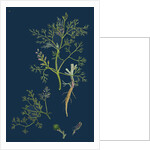 Fumaria Parviflora; Lamark's Small Flowered Fumitory by Anonymous