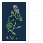 Cakile Maritima; Sea Rocket by Anonymous