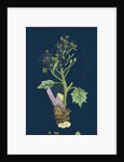 Crambe Maritima; Sea Kale by Anonymous