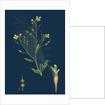 Raphanus Maritimus; Sea Radish by Anonymous