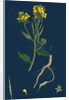 Brassica Sinapistrum; Wild Mustard by Anonymous