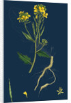 Brassica Sinapistrum; Wild Mustard by Anonymous