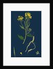 Brassica Sinapistrum; Wild Mustard by Anonymous