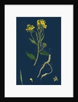 Brassica Sinapistrum; Wild Mustard by Anonymous