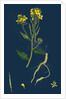 Brassica Sinapistrum; Wild Mustard by Anonymous