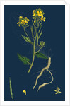 Brassica Sinapistrum; Wild Mustard by Anonymous