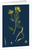 Brassica Sinapistrum; Wild Mustard by Anonymous