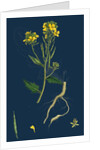 Brassica Sinapistrum; Wild Mustard by Anonymous