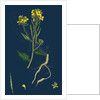 Brassica Sinapistrum; Wild Mustard by Anonymous