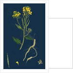 Brassica Sinapistrum; Wild Mustard by Anonymous