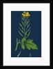 Brassica Alba; White Mustard by Anonymous