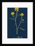 Brassica Nigra; Black Mustard by Anonymous