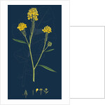 Brassica Nigra; Black Mustard by Anonymous