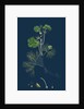 Ranunculus Heterophyllus; Various Leaved Water-Crowfoot by Anonymous