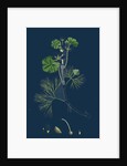 Ranunculus Heterophyllus; Various Leaved Water-Crowfoot by Anonymous