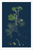 Ranunculus Heterophyllus; Various Leaved Water-Crowfoot by Anonymous