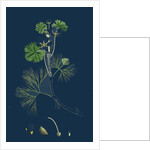 Ranunculus Heterophyllus; Various Leaved Water-Crowfoot by Anonymous