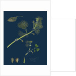 Ranunculus Drouetii; Drouet's Water-Crowfoot by Anonymous