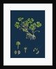 Ranunculus Tripartitus; Three-Lobed Water-Crowfoot by Anonymous