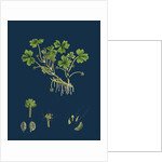 Ranunculus Tripartitus; Three-Lobed Water-Crowfoot by Anonymous