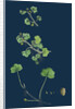 Ranunculus Hederaceus; Ivy-Leaved Water-Crowfoot by Anonymous