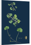 Ranunculus Hederaceus; Ivy-Leaved Water-Crowfoot by Anonymous
