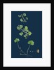 Ranunculus Hederaceus; Ivy-Leaved Water-Crowfoot by Anonymous