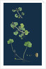 Ranunculus Hederaceus; Ivy-Leaved Water-Crowfoot by Anonymous