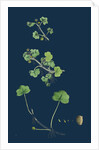 Ranunculus Hederaceus; Ivy-Leaved Water-Crowfoot by Anonymous