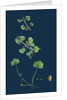 Ranunculus Hederaceus; Ivy-Leaved Water-Crowfoot by Anonymous