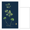 Ranunculus Hederaceus; Ivy-Leaved Water-Crowfoot by Anonymous