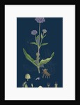 Scabiosa Succisa; Devil's-Bit Scabious by Anonymous