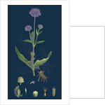 Scabiosa Succisa; Devil's-Bit Scabious by Anonymous