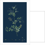 Corydalis Claviculata; White Climbing Fumitory by Anonymous