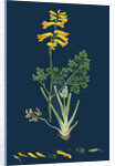 Corydalis Intea; Yellow Fumitory by Anonymous