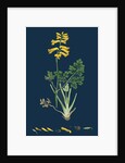 Corydalis Intea; Yellow Fumitory by Anonymous