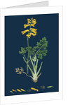 Corydalis Intea; Yellow Fumitory by Anonymous